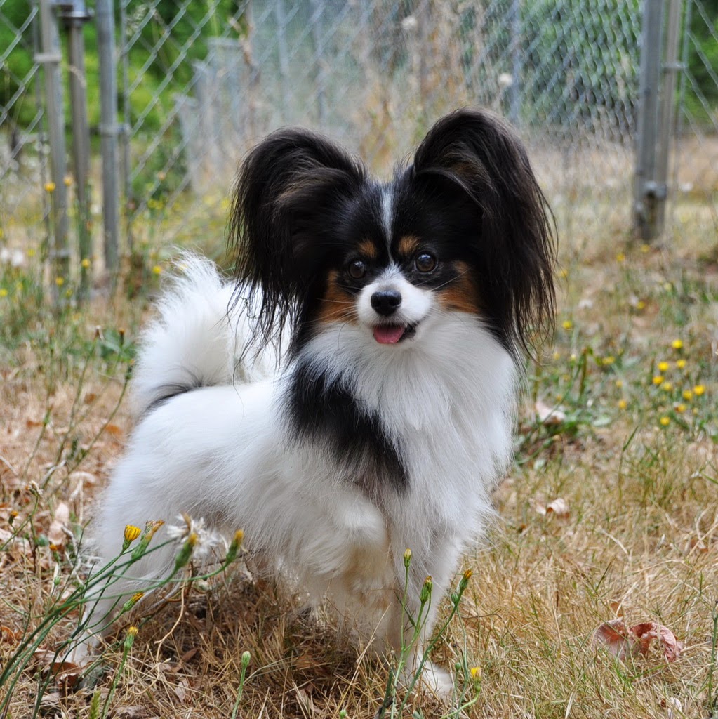 Папильон пушистый